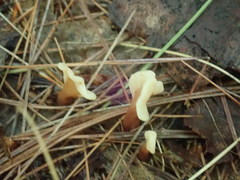 Cudoniaceae
