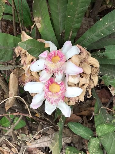 Image of Gustavia Angustifolia (Gustavia angustifolia) by (c) Ileana Herrera, some rights reserved (CC BY)