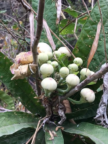 Image of Gustavia Angustifolia (Gustavia angustifolia) by (c) Ileana Herrera, some rights reserved (CC BY)