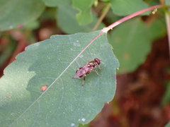 Chalcosyrphus metallicus