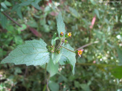 Millerieae