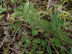 Achillea millefolium borealis