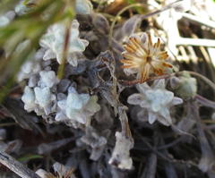 Helichrysum saxicola