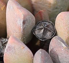 Cerochlamys pachyphylla