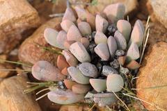 Cerochlamys pachyphylla