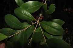 Tricalysia sonderiana