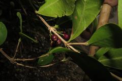 Tricalysia sonderiana