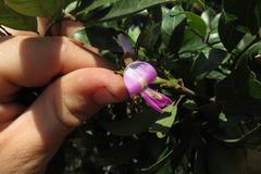 Philenoptera sutherlandii