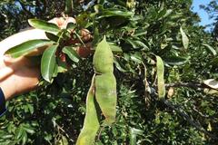 Philenoptera sutherlandii