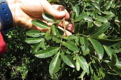 Philenoptera sutherlandii