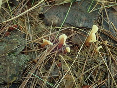 Cudoniaceae