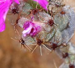 Trichodiadema hallii