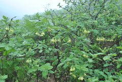 Lonicera hispida