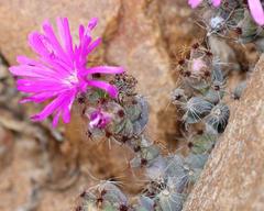 Trichodiadema hallii