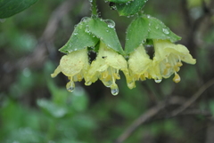Lonicera hispida