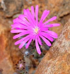 Trichodiadema hallii