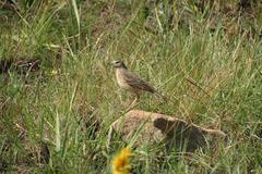Anthus leucophrys leucophrys