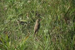 Anthus leucophrys leucophrys