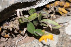 Polystachya pubescens