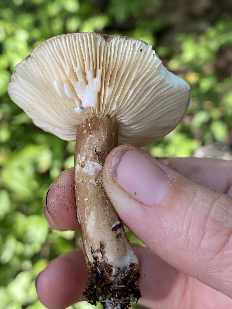 Sooty Milkcap from Harriman State Park, Woodbury, NY, US on September ...