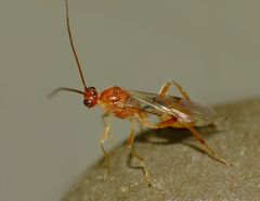 Meteorus pulchricornis