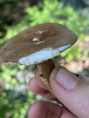 Lactarius fuliginosus