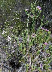 Euchaetis albertiniana