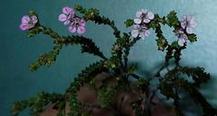 Euchaetis albertiniana