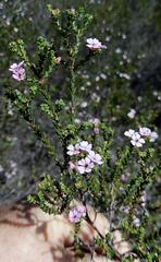 Euchaetis albertiniana