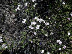 Euchaetis albertiniana