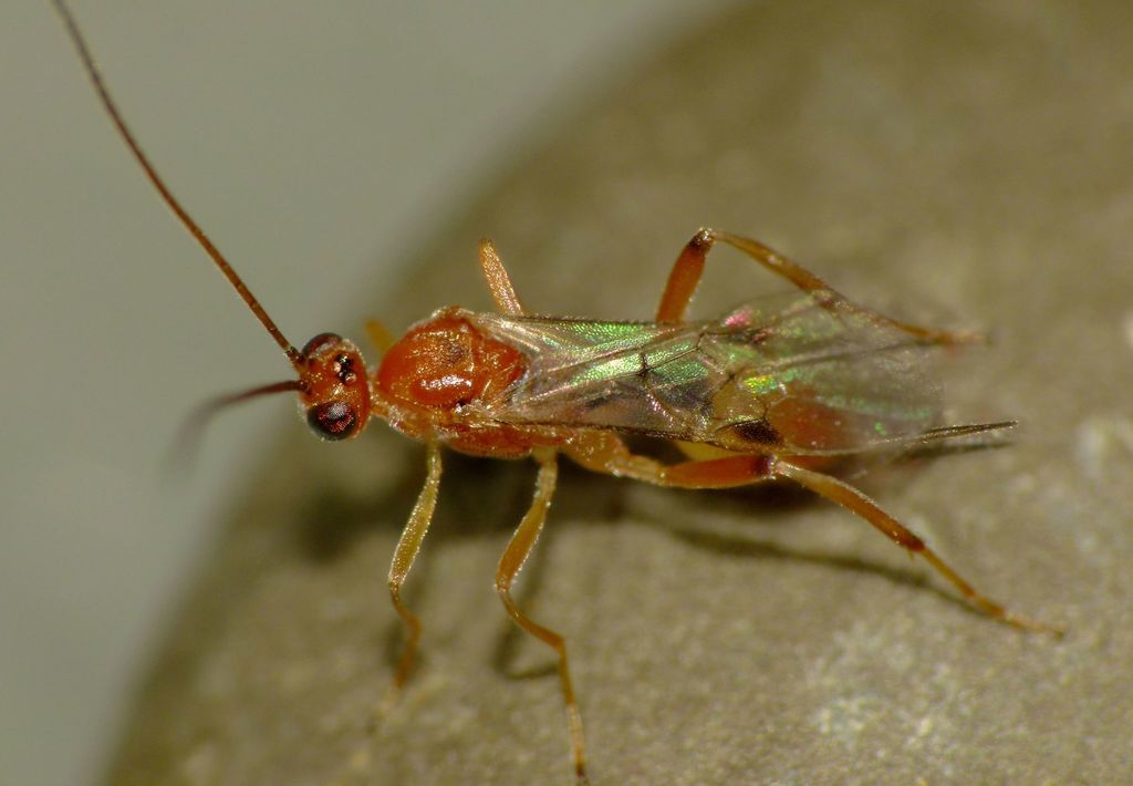 Basket Cocoon Wasp