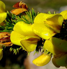 Aspalathus sceptrum-aureum