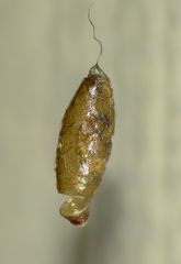 Meteorus pulchricornis