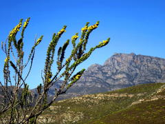 Aspalathus sceptrum-aureum