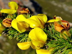 Aspalathus sceptrum-aureum