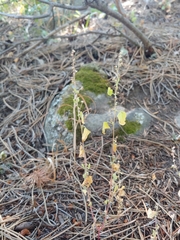 Chenopodium fremontii