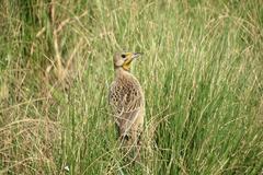 Macronyx capensis colletti