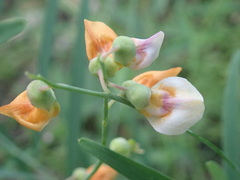 Lathyrus graminifolius