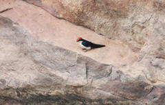Hirundo smithii smithii