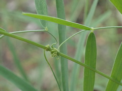 Lathyrus graminifolius