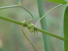 Lathyrus graminifolius