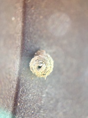 Apterona helicoidella