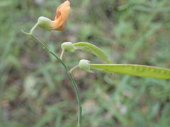 Lathyrus graminifolius