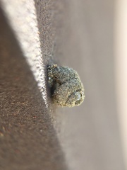 Apterona helicoidella