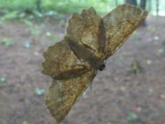 Euchlaena johnsonaria