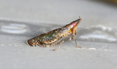 Scaphytopius acutus