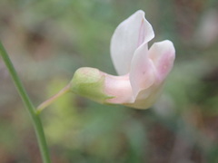 Lathyrus graminifolius