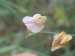 Lathyrus graminifolius