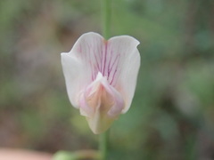 Lathyrus graminifolius