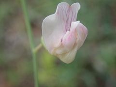 Lathyrus graminifolius